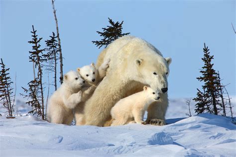 osos polares - osos hormigueros
